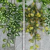 RỦ 3 NHÁNH