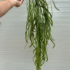 RỦ KEO