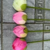 SEN QUAN ÂM (SEN BỘ)