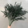 THÔNG KIM 5 NHÁNH TQ