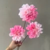 THƯỢC DƯỢC KÉP 3 BÔNG VN