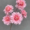 THƯỢC DƯỢC XOĂN 5 BÔNG VN