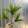 THỦY TRÚC NGẮN
