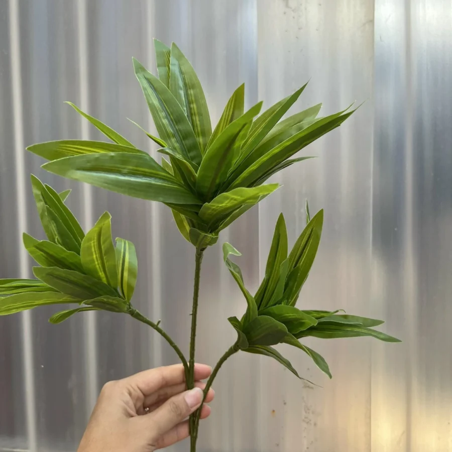 THỦY TRÚC NGẮN