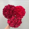 TÚ CẦU ĐẠI 1 BÔNG VN