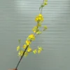 TUYẾT MAI 1 NHÁNH