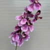 VANDA XOĂN
