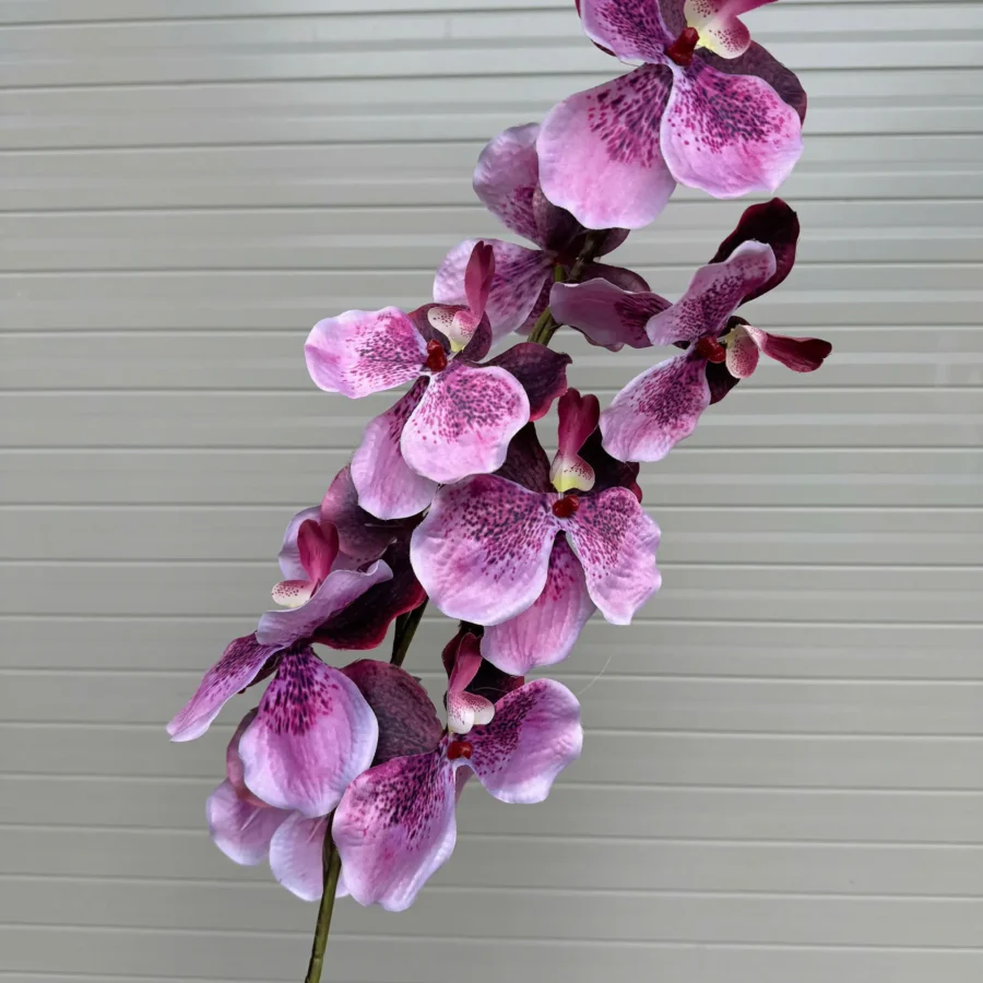 VANDA XOĂN