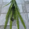 XỈ RỪNG