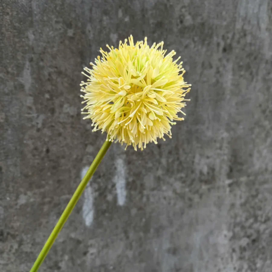 BING BOONG ĐẠI VN